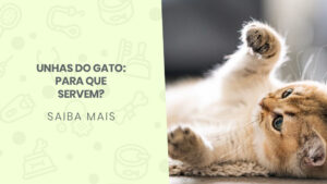 Read more about the article Unhas do gato: para que servem?