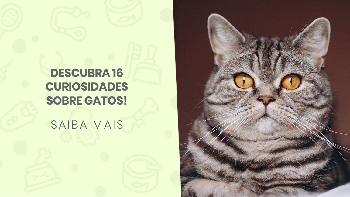 180 ideias de Desenhos de gatinhos! em 2023