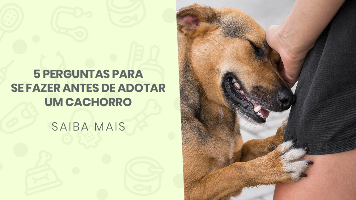 10 coisas que deve saber antes de adotar um gato